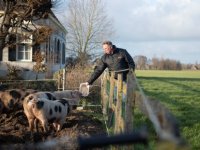 Minder varkens, rundvee stabiel en groeispurt geiten gestopt