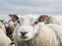 Martin Houben: automatisch voeren met sensor pareltje in bedrijf