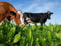 Beter voor-melkveehouders AH en A-ware leggen meer koolstof vast