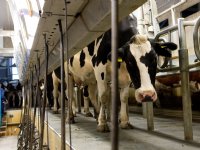 Boeren overleven droogte op eigen manier