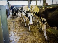 Niet-eetbare deel spruitkool heeft waarde