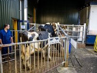 Koe reguleert eiwitopname