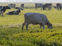 Nieuw Drents streekproduct