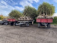 IRS wijst op vroegbestelling bietenzaad vanwege mogelijk tekort