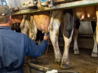 Goedkoper voer drukt mondiaal de kostprijs van varkens