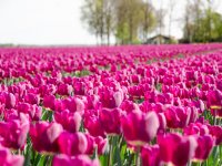 Kleine krimp uienareaal verwacht