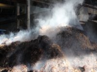 Staghouwer: steun varkenssector geen goed idee