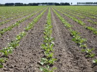 Friese landbouwvoorlichting terug in beeld