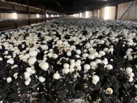 96 melkveehouders gezocht voor pilot met Lely Sphere