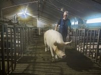 Melkkoe is gebaat bij vaste structuur