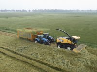 Grote variatie in effectiviteit insecticiden tegen trips in sierteelt