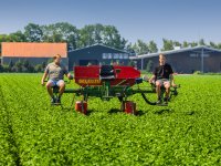 Friese politici willen \'koeien op waterski\'s\'