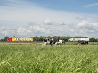 Wergeasters winnen veekeuring Fryslân