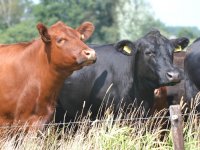 Boeren overleven droogte op eigen manier