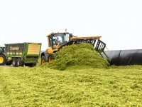 D66 vraagt handhaving coupeerverbod paarden