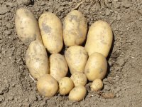 \'Als alles meezit, kunnen we hier eind mei vroege aardappelen rooien\'