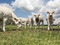 Groenten en kruiden groeien in het Westland indoor verticaal