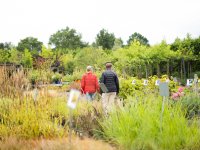 Koe reguleert eiwitopname