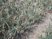 LTO: niet meer doen dan nodig bij Natura