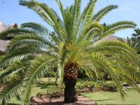 \'Risico\'s furazolidon verwaarloosbaar\'