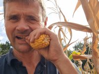 Drie keer vogelgriep in Polen