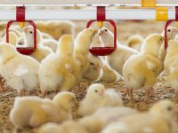 Huiszoekingen bij Belgische vestigingen Zoetis