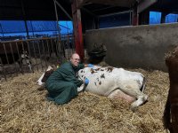 Vogelgriepmaatregelen Heeten worden ingetrokken
