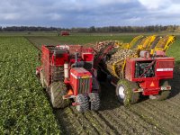 EU slacht meer varkens in eerste kwartaal