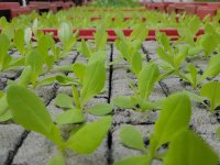 Dijkgraaf op bezoek bij melkveehouder