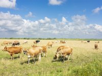 Bio-Planet verkoopt alleen eieren uit productie zonder eendagshaantjes