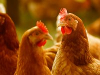 Uienzaadfirma\'s zetten in op sterker wortelgestel