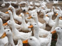 Meer melkveehouders fokken kalveren op voor vleesproductie