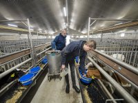 Productieboost eieren in Azië, Afrika en Latijns-Amerika