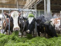Zaadbedrijven presenteren sterke groenten met minder werk