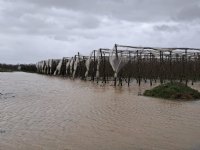 Rechter handhaaft NAK-besluit pootgoedfraude