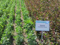 \'Door appelbloesemkever heeft oogsten hier eigenlijk geen zin meer\'