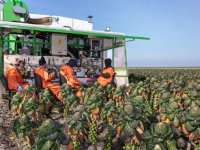 Agro-export stijgt ondanks Rusland-boycot