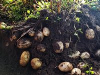 Burger gek op zelfgeslachte Polderhoen van Bart Kok