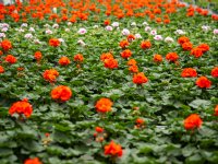 POAH! New Holland TL90A