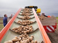 Uienmarkt verrast telers en kopers met hoog prijsniveau