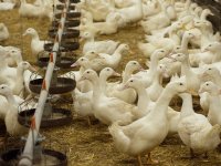 Boerenzoon ontwikkelt warmtepomp met melk als warmtebron