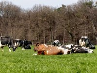 Voor het eerst in zes jaar \'lumpy skin disease\' in Europa