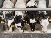 POV-voorzitter Janssen baalt van stank-app