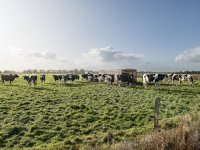 Voor het eerst in zes jaar \'lumpy skin disease\' in Europa