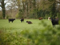 Gemeente wil geen overhaaste herstart fabriek FrieslandCampina in Borculo