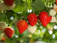 Leveranciersvereniging wil melkprijs van 56 cent