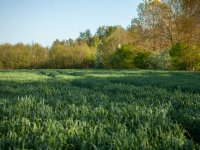 Denemarken ruimt alle nertsen vanwege corona