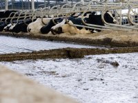 Alle weidedieren in Vlaanderen krijgen beschutting