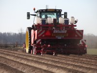 Chrysantenteelt start proefvangst wantsen