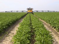 Chrysantenteelt start proefvangst wantsen